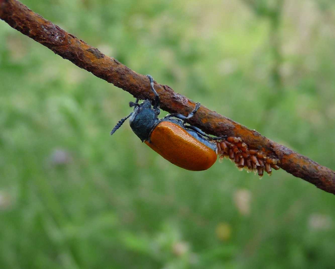 Le mie prime macro...chi è? Labidostomis taxicornis